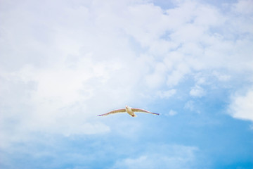 Möwe
