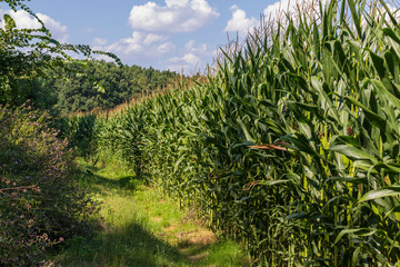 A dirt road next to a field where corn grows. The sky is blue with white clouds.