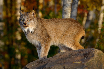 Staring Canadian Lynx standing on a rock in a birch forest in Autumn at sunrise
