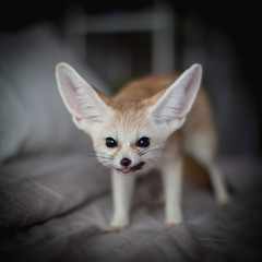 Fototapeta na wymiar Fennec fox cub eats meat on a bed