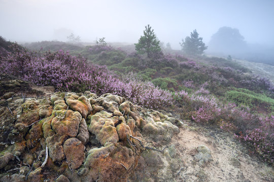 beautiful misty morning over hills with violet heather