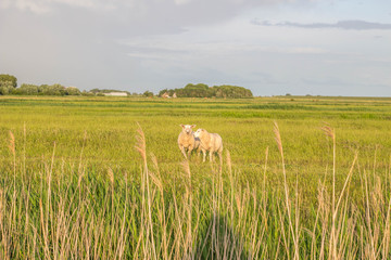 Fototapeta premium Schafe