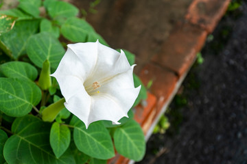 ダチュラ（朝鮮朝顔）