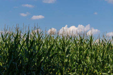 Obraz premium A field on which tall green corn grows. Above the corn is a blue sky with clouds.