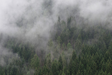 Misty Forest in South Tyrol, Italy
