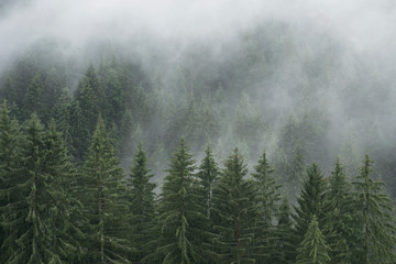 Misty Forest in South Tyrol, Italy