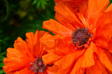 beautiful poppy flower with raindrops on a blurred green natural background