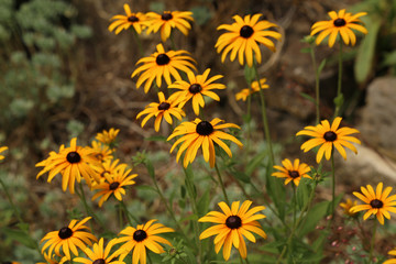 Beautiful yellow flowers grow in the garden