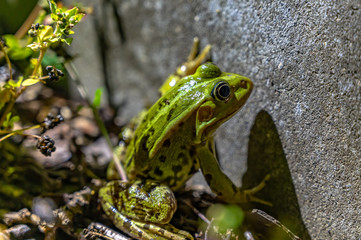 European edible frog in front of a concrete wall