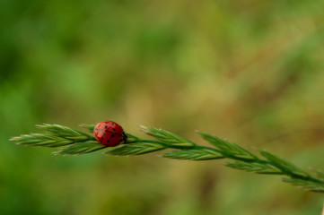 The Coccinellidae beetle sits on a blade of grass on a summer day.