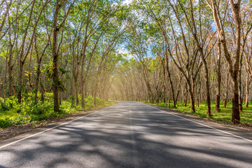 Tree tunnel, Asphalt road blurred, green leaf, of tree tunnel, sky background, Abstract road background