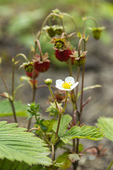 Strawberry plant with flowers and berries, summer sunny day.