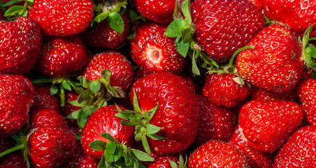Freshly picked strawberries. Strawberry. Food background. Red ripe strawberry background. Close-up, top view. Strawberry texture macro shot. Beautiful berry, healthy food.