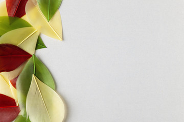 Abstract background with colorful bird feathers similar of autumn leaves. Flat lay.