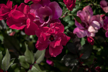 Beautiful pink flowers bloom an a summer day