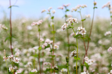 Blooming buckwheat
Beautiful scenery of a buckwheat field showing white buckwheat flowers in bloom. Close. The concept of a good harvest.