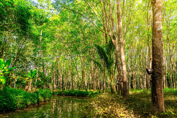 Fototapeta na wymiar Latex rubber plantation or para rubber tree in southern Thailand