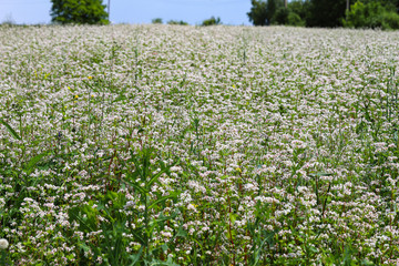 Blooming buckwheat
Beautiful scenery of a buckwheat field showing white buckwheat flowers in bloom. Close. The concept of a good harvest.