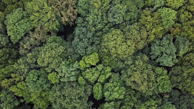 Aerial top down view of top of summer forest with moderate wind background