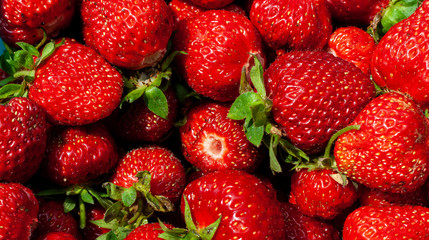 Freshly picked strawberries. Strawberry. Food background. Red ripe strawberry background. Close-up, top view. Strawberry texture macro shot. Beautiful berry, healthy food.