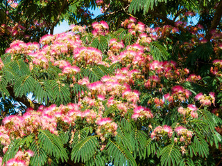 (Albizia julibrissin) Seidenbaum auch Seidenakazie. Schöner Baum mit mit kontrastierenden Farben,...
