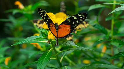 Butterfly landed on yellow flower