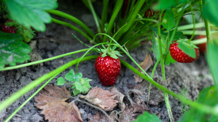 Two strawberries bush where red berry lies on ground. Growing strawberries in garden, strawberry bush with berries.  Macro Closeup. Strawberry plant. Strawberry bush. Strawberries in growth at garden