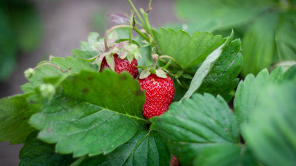 Strawberry plant. Strawberry bush. Strawberries in growth at garden. Ripe berries and foliage. Rows with strawberry plants. Fruit production. Smart agriculture, farm, technology concept.