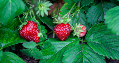 Strawberry plant. Strawberry bush. Strawberries in growth at garden. Ripe berries and foliage. Rows with strawberry plants. Fruit production. Smart agriculture, farm, technology concept.