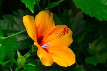 Fototapeta premium Tropical flower at the lake of constance