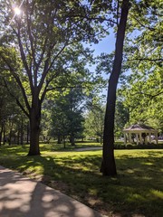 trees in the park