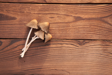 Toxic mushroom lies wooden table background