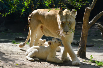 La lionne blanche et ses deux petits