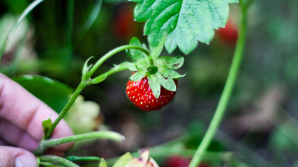 Fingers of a hand hold a green branch of a strawberry bush with a red berry, close-up. Ripe juicy strawberries growing in the garden in summer. Harvesting fruit for healthy diet. Banner for web site