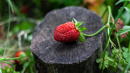 Red strawberries lie on stump against background of green leaves between strawberry beds in garden. Beautiful composition of ripe strawberries on small hemp podium.  Photo taken closeup