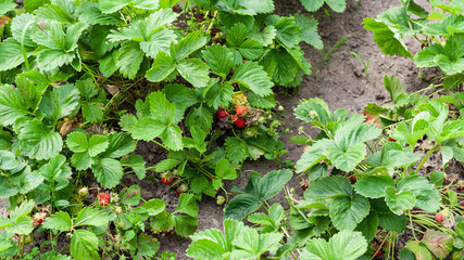 Strawberry bushes where red berry lies on ground. Growing strawberries in garden, strawberry bush with berries. Macro. Close-up. Wild growing strawberries in forest under green leaves