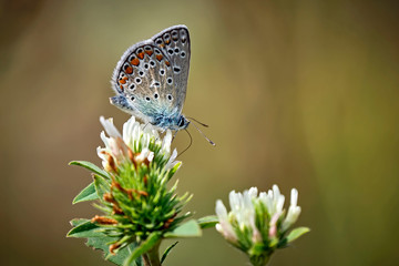 Hauhechel - Bläuling ( Polyommatus icarus ).