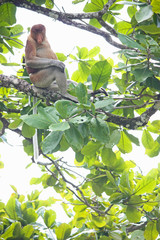 Fototapeta premium Proboscis monkey at Bako National Park, Borneo, Kuching, Sarawak malaysia