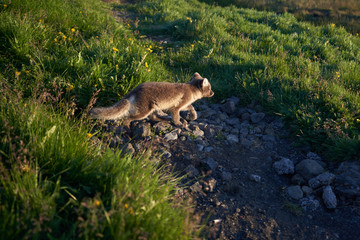 Beautiful arctic fox walking calmly down the rocks towards the grass on the island of Iceland