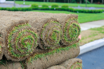 Gardener installing natural grass turf installer beautiful lawn field.