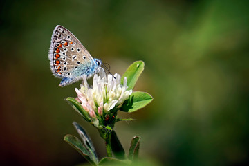 Hauhechel - Bläuling ( Polyommatus icarus ).
