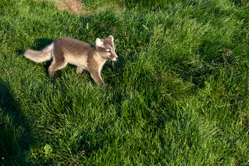 Fototapeta premium close up shot of an arctic fox running on the island of iceland