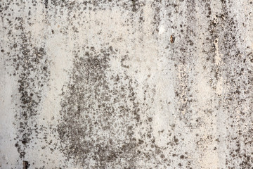 Old concrete wall in mold