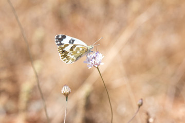 butterfly on a flower
