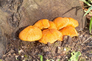 Jack-o'lantern mushrooms on a stump in a forest during autumn