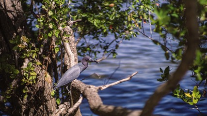 Sea bird perched on branch
