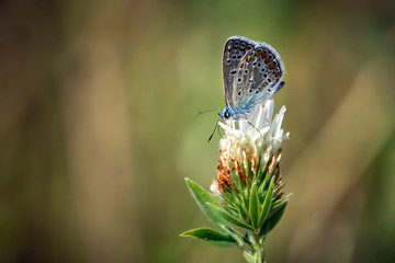 Hauhechel - Bläuling ( Polyommatus icarus ).