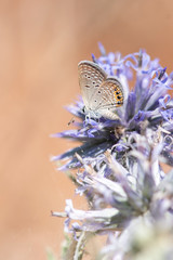 Mücevher Kelebeği » Chilades trochylus »