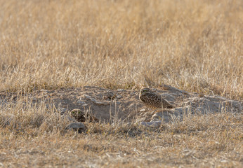 Burrowing Owl in the Utah Desert