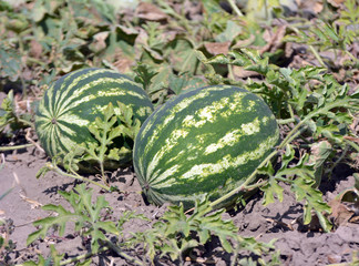 Watermelons ripen in the field